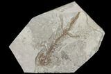 Fossil Salamander (Chelotriton) - Gracanica, Bosnia #129420-1